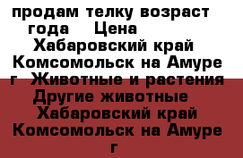 продам телку возраст 2 года  › Цена ­ 80 000 - Хабаровский край, Комсомольск-на-Амуре г. Животные и растения » Другие животные   . Хабаровский край,Комсомольск-на-Амуре г.